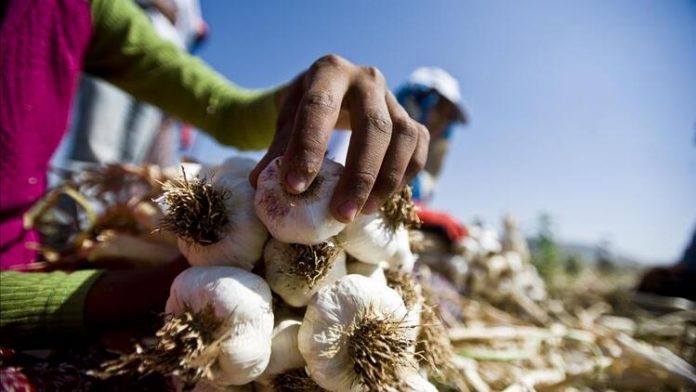 sarimsak-zam-kastamanu