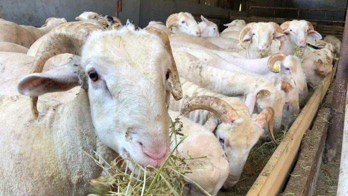 kurban-diyanet-kesim