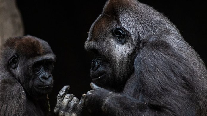 _116439351_gettyimages-1230056957-594x594