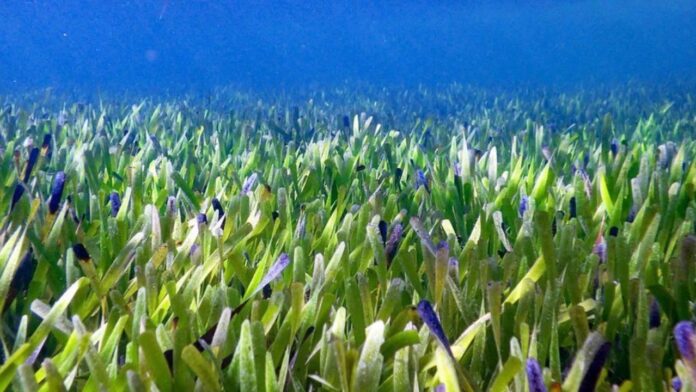 Dünyanın En Büyük Bitkisi Avustralya'da Keşfedildi! Dünyanın En Büyük Bitkisi Avustralya'da Keşfedildi!