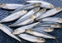 Geçen Yıl 70 Lira Olan Sardalya Bu Yıl 50 Liradan Tezgahta!