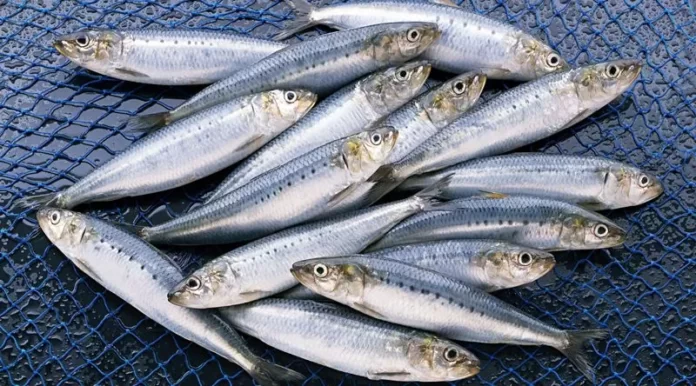 Geçen Yıl 70 Lira Olan Sardalya Bu Yıl 50 Liradan Tezgahta! Geçen Yıl 70 Lira Olan Sardalya Bu Yıl 50 Liradan Tezgahta!