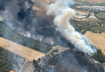 İzmir'de Orman Yangını Çıktı!