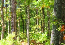 Çanakkale'de Artık Ormanlara Girilemiyor!