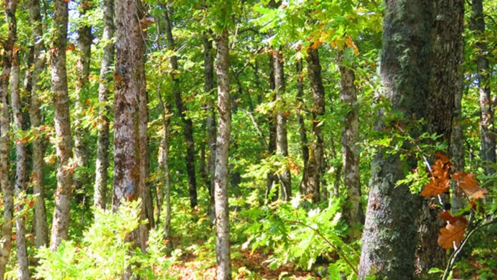 Çanakkale'de Artık Ormanlara Girilemiyor! Çanakkale'de Artık Ormanlara Girilemiyor!