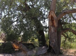 Yeni gelin dilek tutmak istedi 500 yıllık meşe ağacını yaktı Yeni gelin dilek tutmak istedi 500 yıllık meşe ağacını yaktı