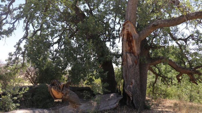 Yeni gelin dilek tutmak istedi 500 yıllık meşe ağacını yaktı Yeni gelin dilek tutmak istedi 500 yıllık meşe ağacını yaktı