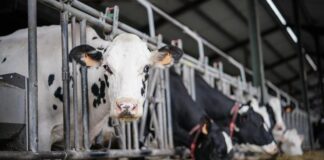 Çiğ süt destek priminde artış! Üretici isyan ediyor!