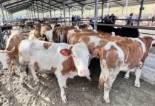 Kurban pazarlarında satılamayan kurbanlıklar ESK tarafından satın alınacak