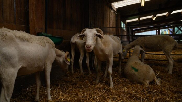 mavi-dil-bluetongue-afp-2271839