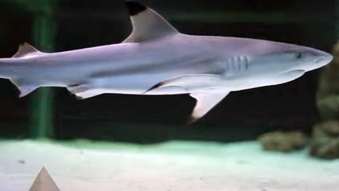 antalya-kopek-baligi-dha-1731516