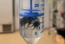 Su altında bir hafta yaşayabilen arı keşfedildi