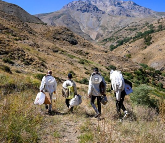 Doğada kendiliğinden üretiliyor: Bir kovuktan en fazla 10 kilo çıkıyor Doğada kendiliğinden üretiliyor: Bir kovuktan en fazla 10 kilo çıkıyor