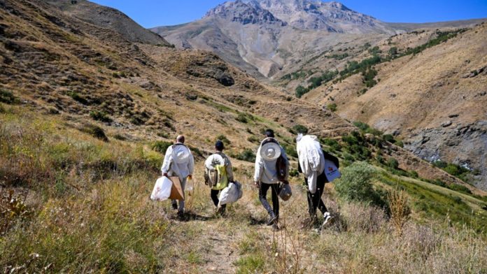 Doğada kendiliğinden üretiliyor: Bir kovuktan en fazla 10 kilo çıkıyor Doğada kendiliğinden üretiliyor: Bir kovuktan en fazla 10 kilo çıkıyor